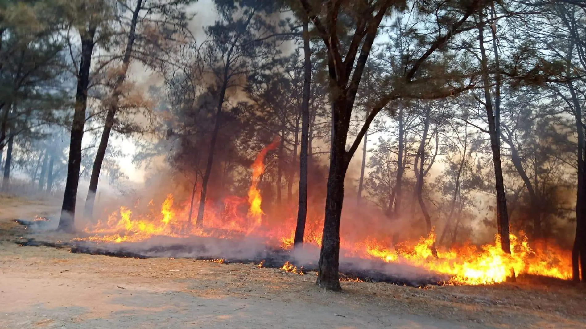 Incendio Forestal Protección Civil de Zapopan